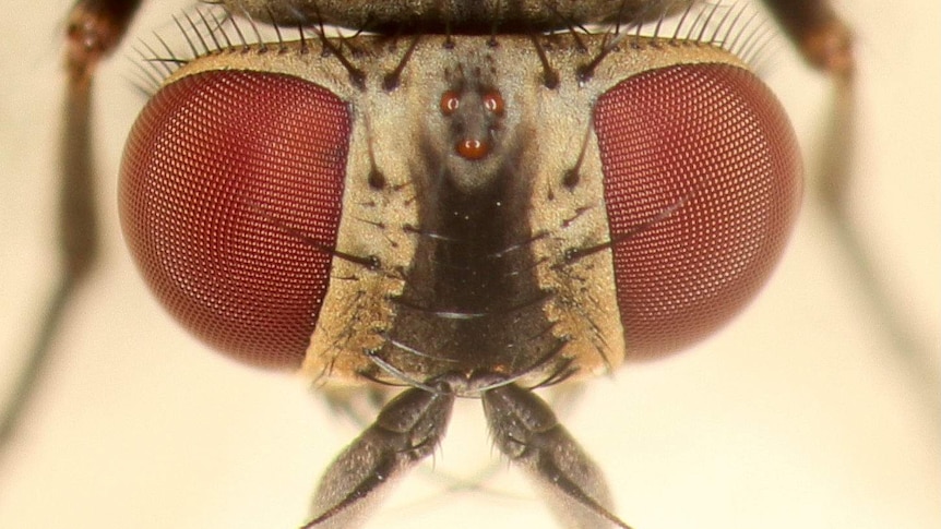 A close-up image of the eyes of a house fly.