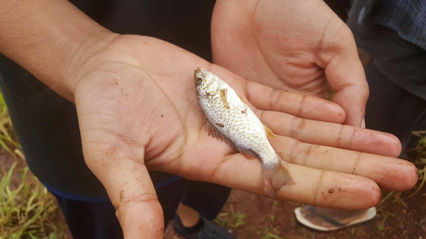 Spangled perch fish in the hand of child