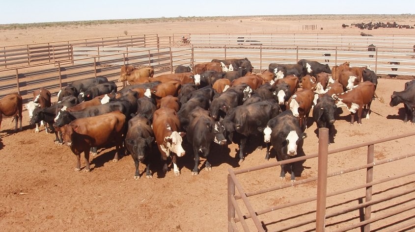 Cattle in the yard at Beltana Station.