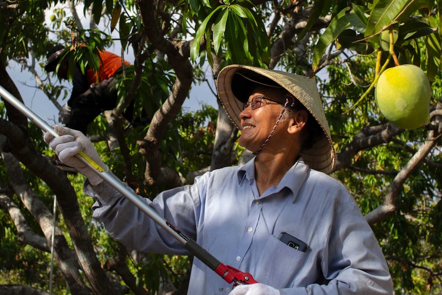 a man in a hat with a mango-picking pole.