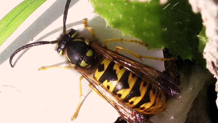 A European wasp.