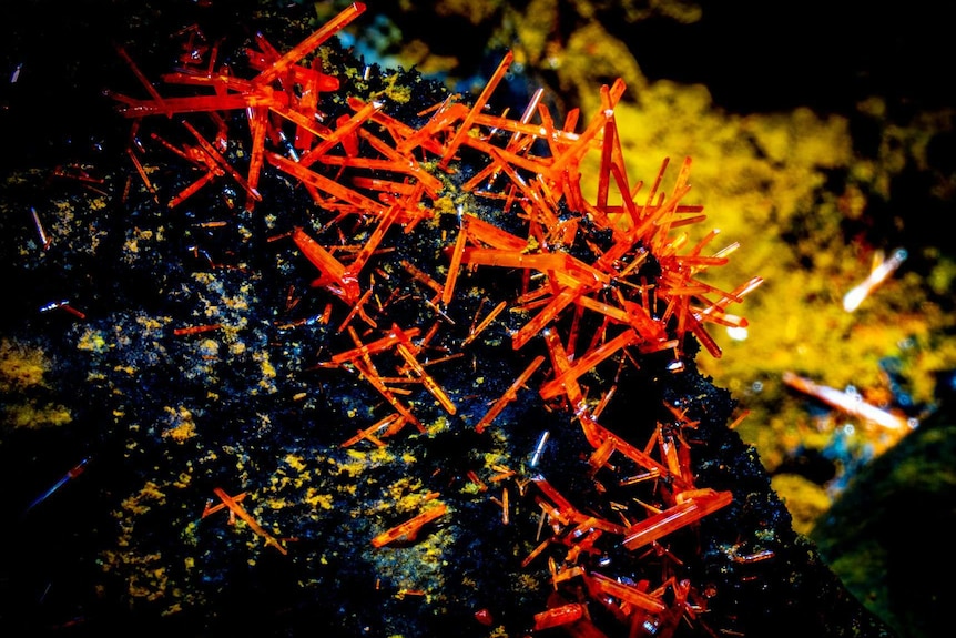 a close up of the mineral crocoite mineral in the Dundas mine