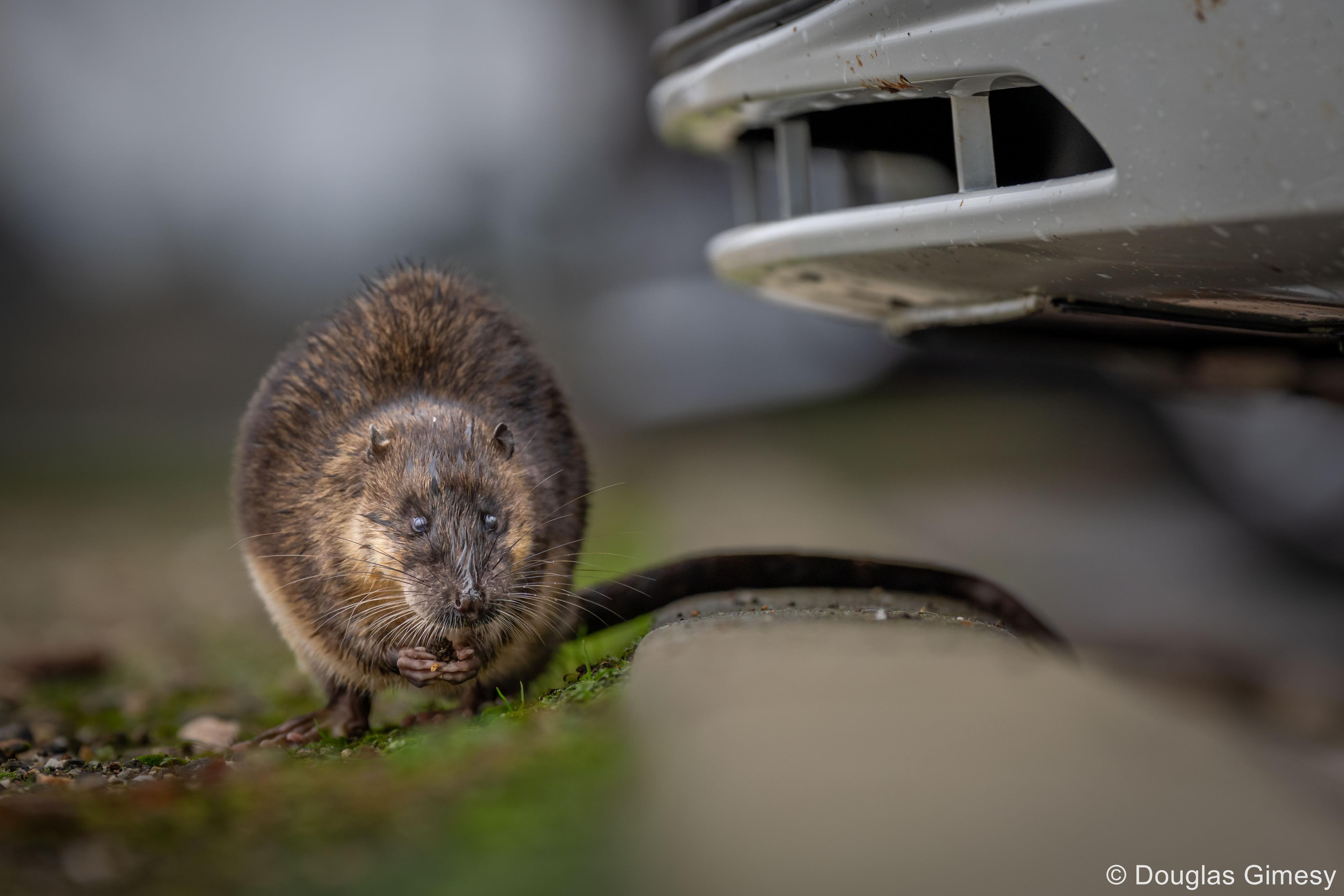 A rat in a carpark. 