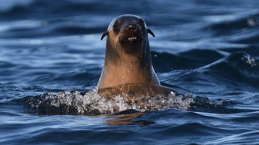 Seals Survive A Scare From Dead Mammals