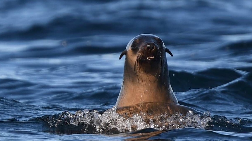 A lone fur seal's head surfaces above the ocean, looks towards camera