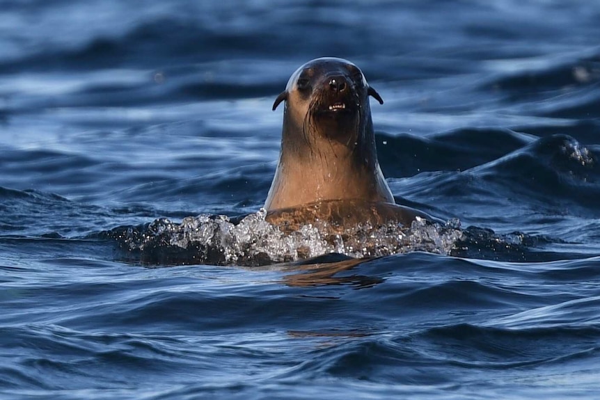 A lone fur seal's head surfaces above the ocean, looks towards camera