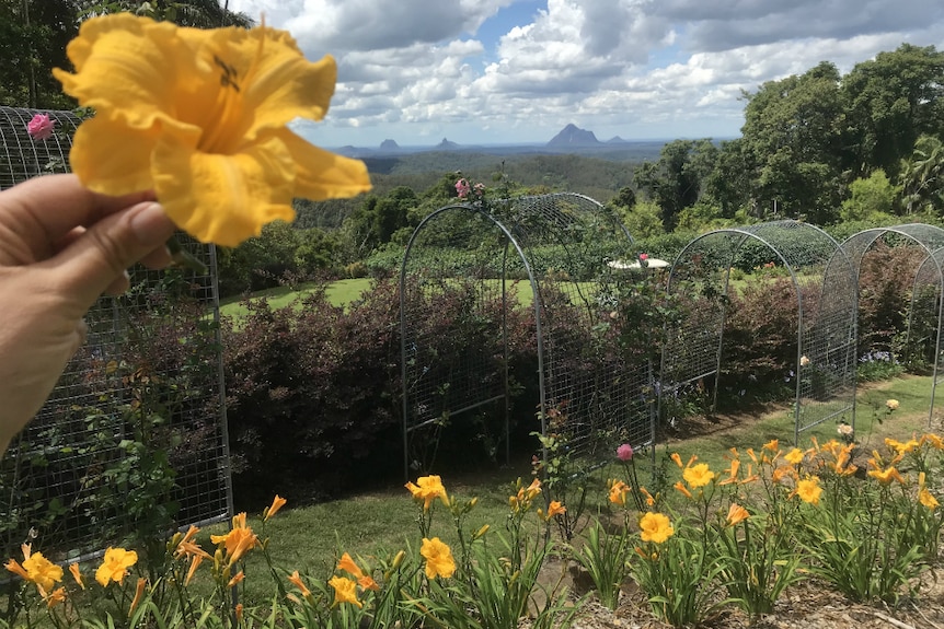 Holding up a flower with more flowers and the Glass House mountains in the background.