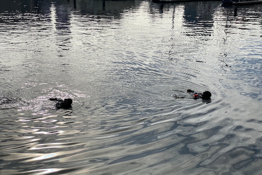 Two divers in water.