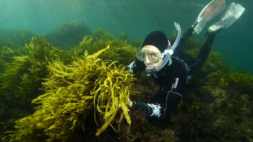 Researcher with seaweed