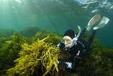 Researcher with seaweed