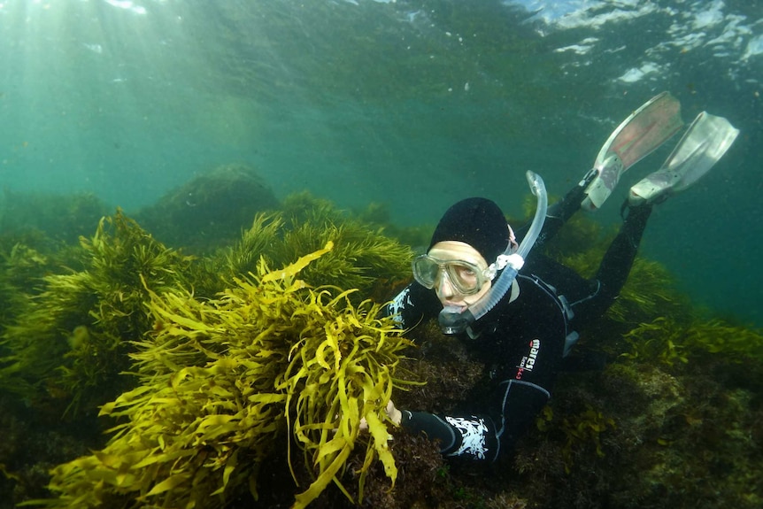 Researcher checking on crayweed