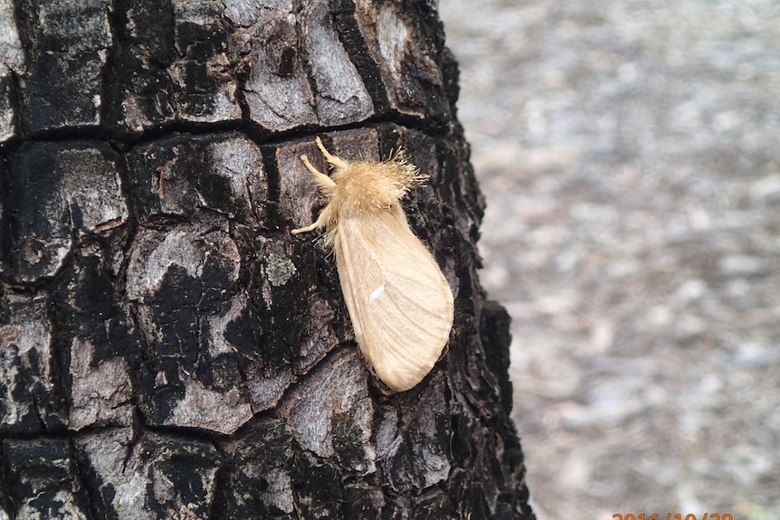 A pale moth rests on a tree trunk.