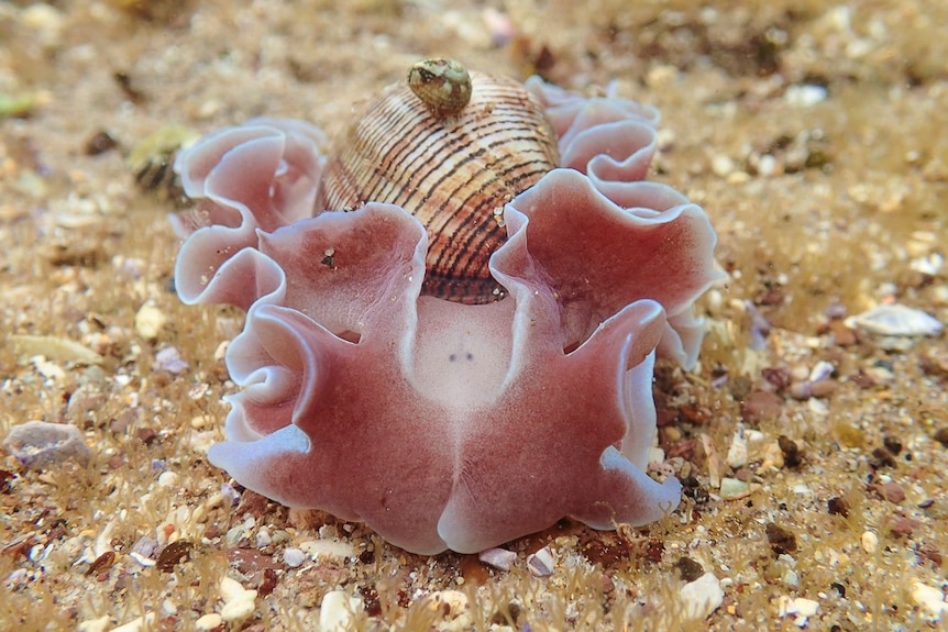 Rose-petal bubble shell sea slug in Sydney Harbour