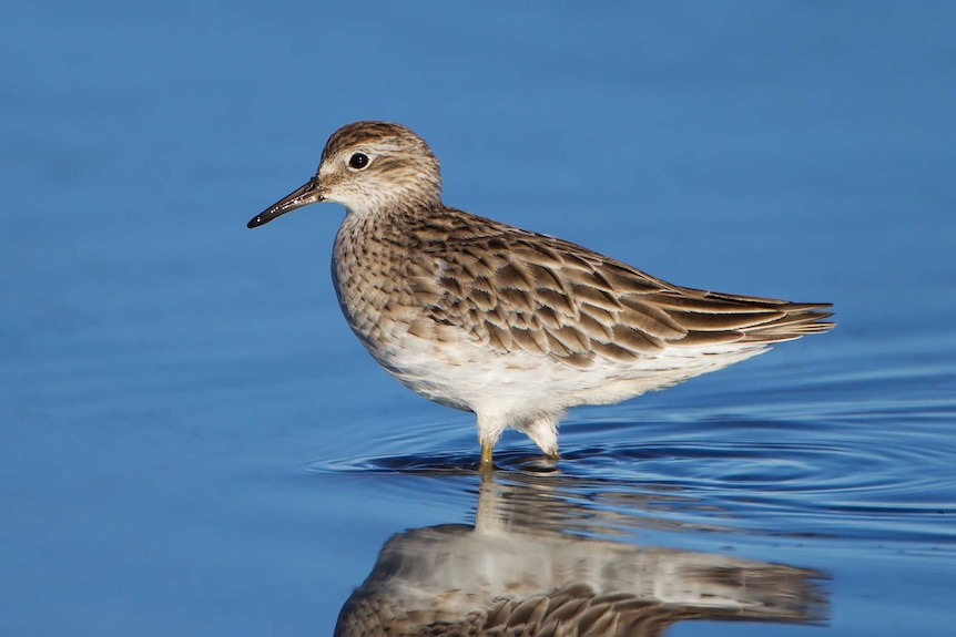 A mottled-brown bird standing in water with a short beak