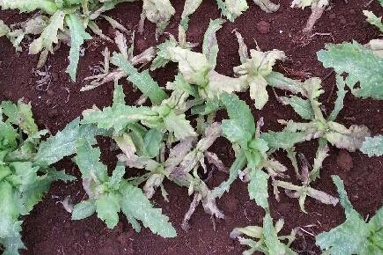 Systemic mildew damage in a Tasmanian poppy crop
