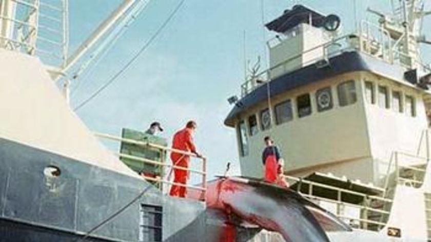 A minke whale is hauled onto a Norwegian vessel. Commercial whaling is again under debate