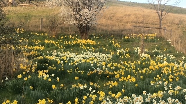 daffodils growing in a paddock