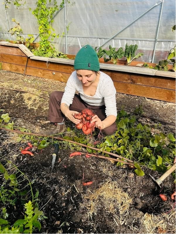 A woman kneeling in a vegetable garden, examining a large freshly grown root vegetable that looks like sweet potato.