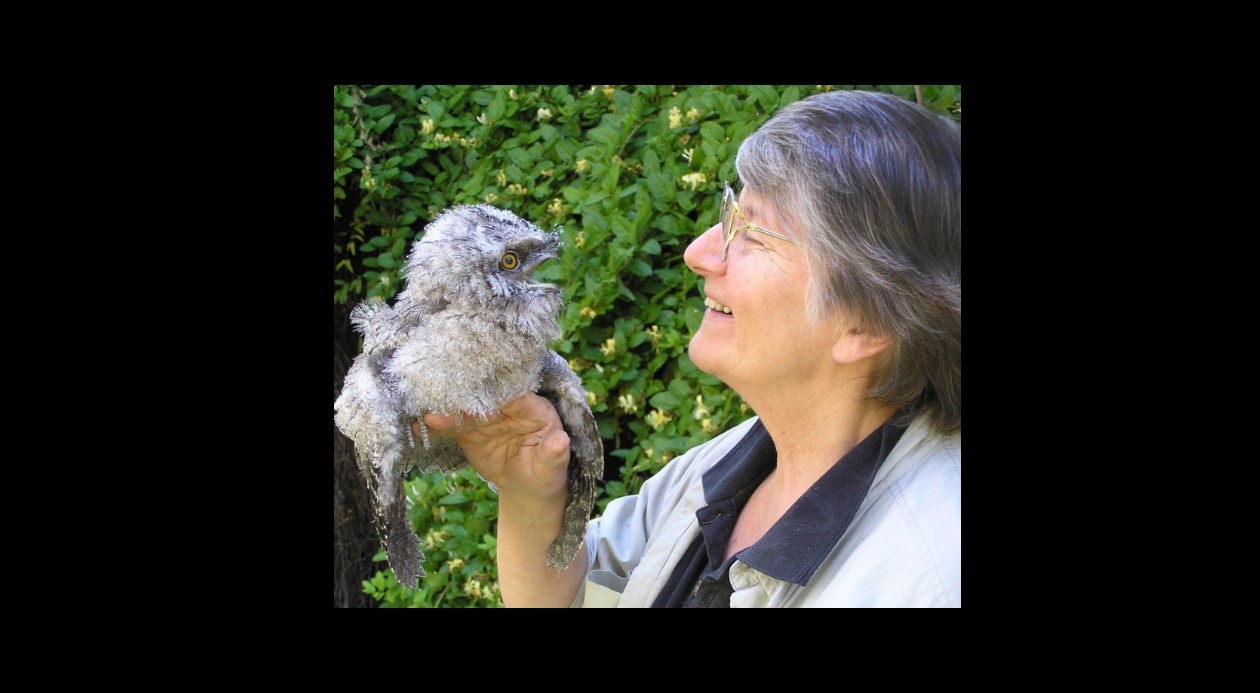 Animal Behaviouralist: Talking magpies, grieving tawny frogmouths and canny galahs