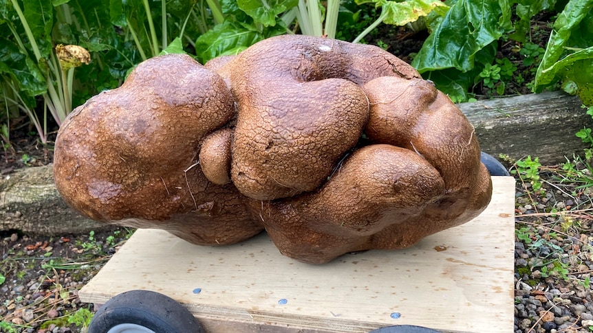 A massive brown potato sits on a small trolley in a green vegetable garden