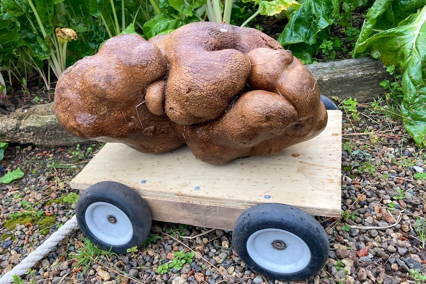 A massive brown potato sits on a small trolley in a green vegetable garden