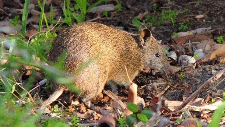 An image of a Southern Brown Bandicoot or Quenda