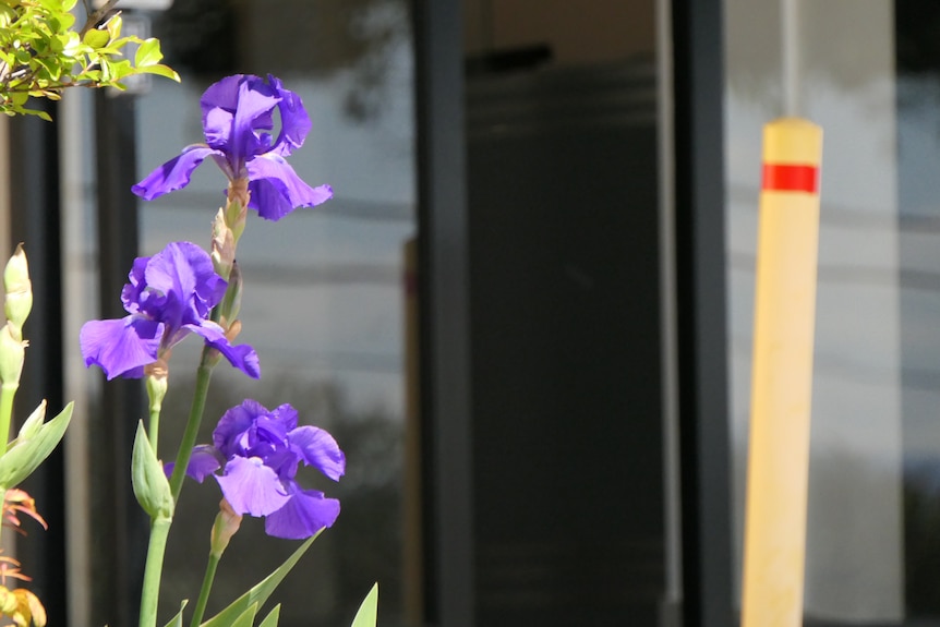 A purple iris plant outside the entrance to the Essendon Private Clinic.