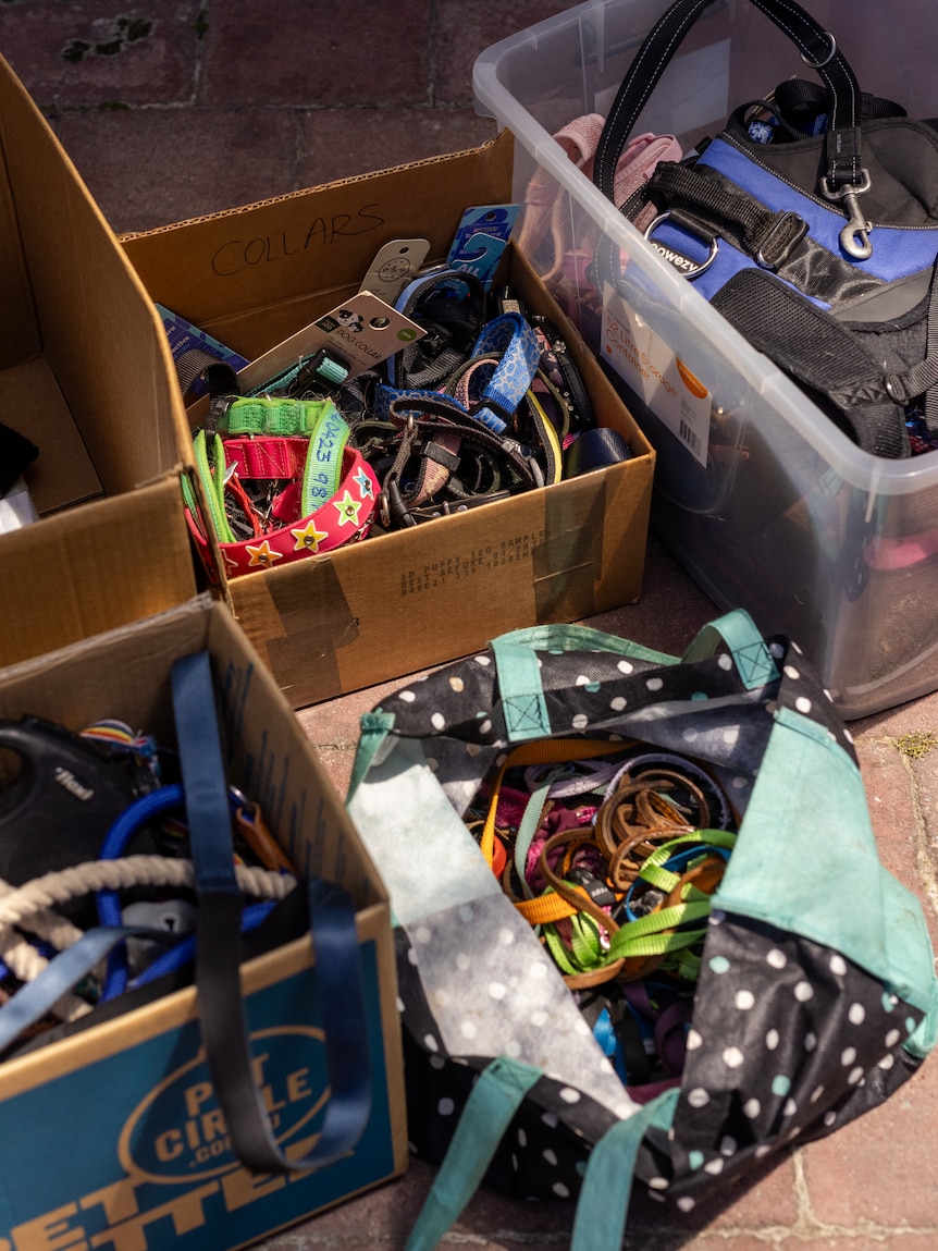 Donated dog collars on a table in cardboard boxes.