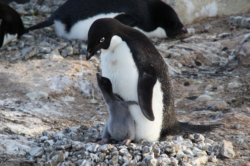 Pengins at Beche Penguin Aquatic Centre