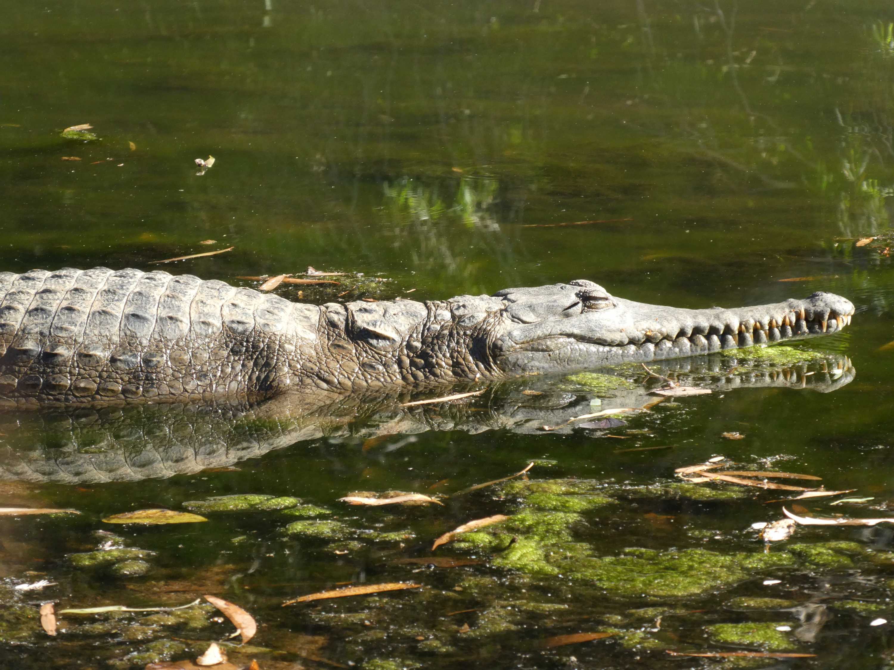 Quokkas throw their babies at predators to escape, and…