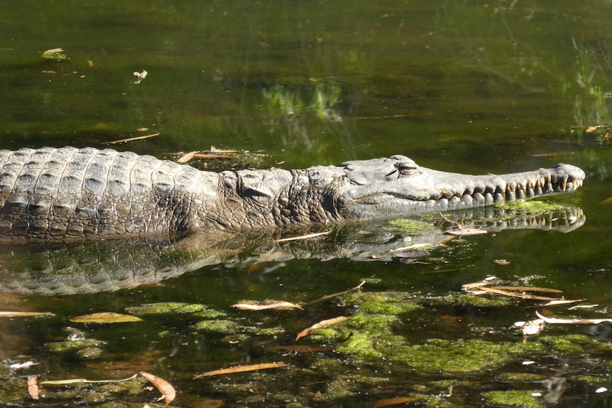 A freshwater crocodile in water.