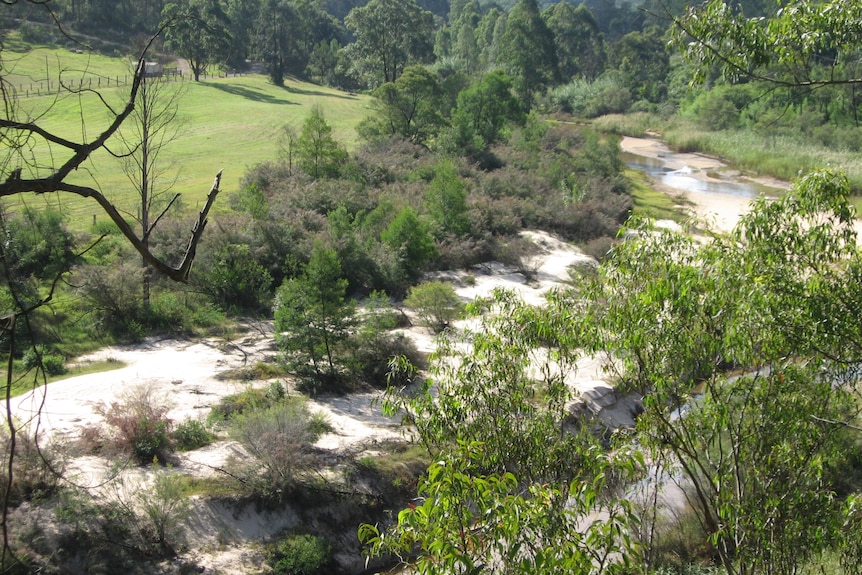 A river bank with sand and green shrubs and trees.