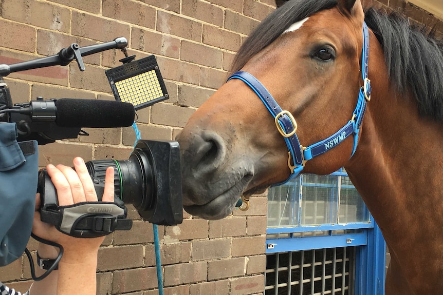 Troop Horse Prince with his nose in an ABC camera.