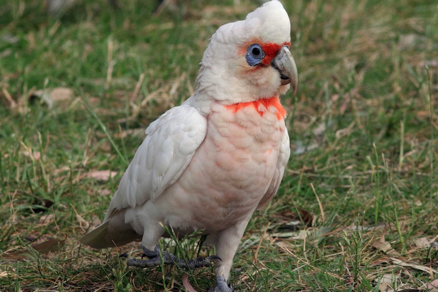 Western long-billed corella