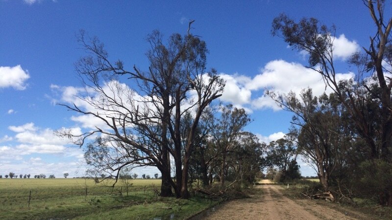 A freak hail storm has decimated thousands of hectares of grain crops