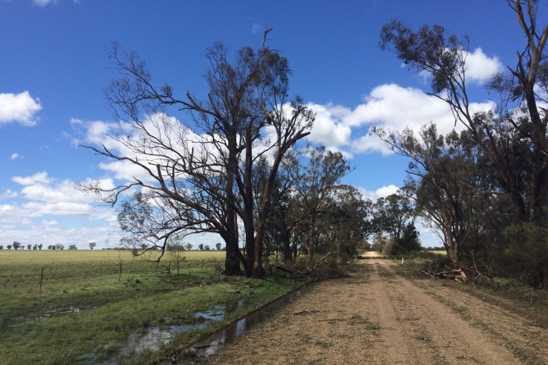 A freak hail storm has decimated thousands of hectares of grain crops
