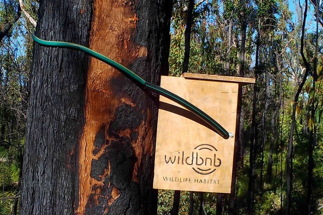 A close up of the Wildbnb box strapped to a tree with rubber hose to protect the trunk