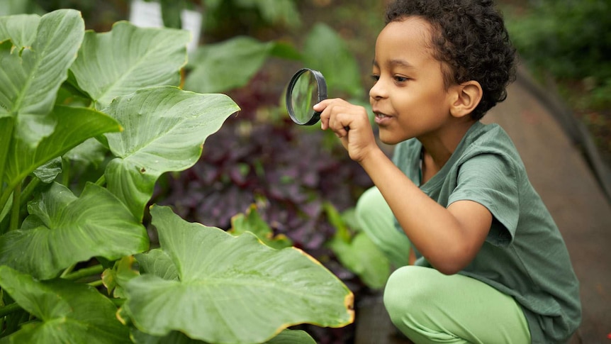 A young black boy is crouching down and examining a big green plant leaf with a magnifying glass.