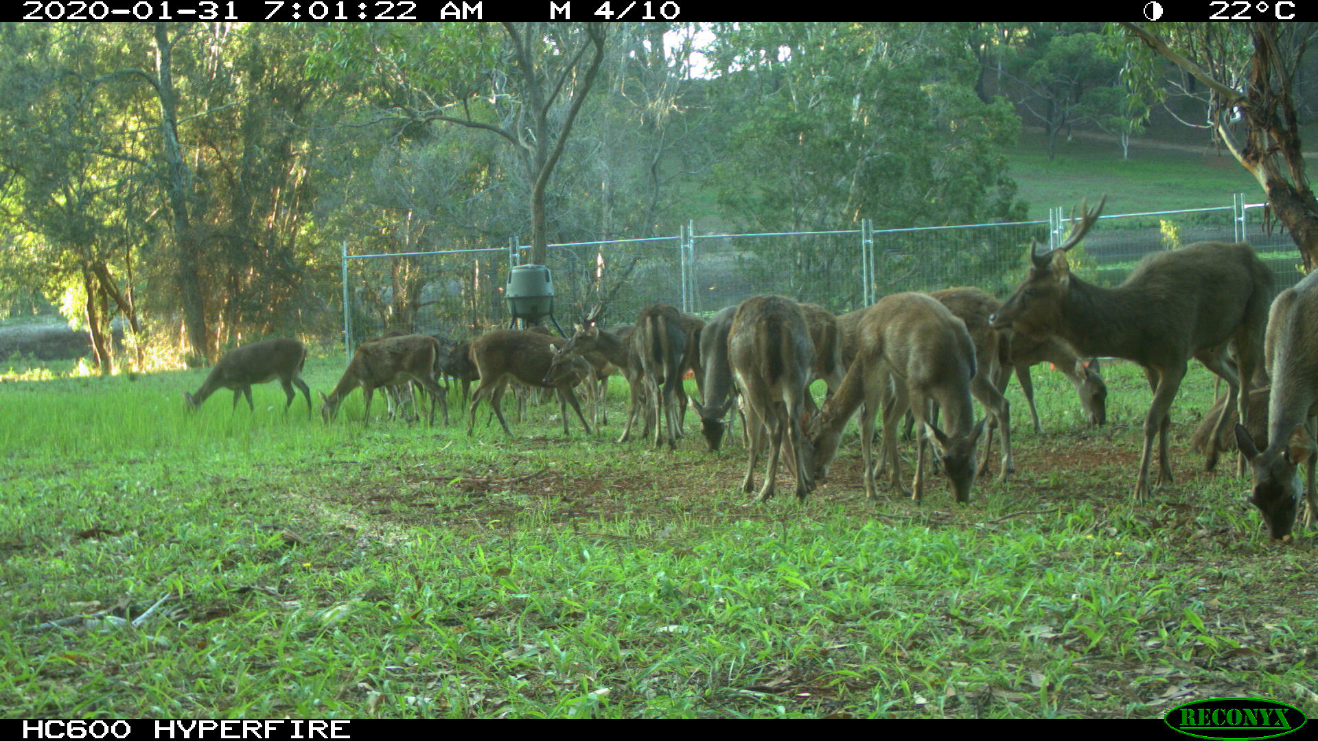 More than a dozen feral deer graze on grass surrounded by a metal fence