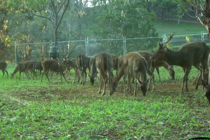 More than a dozen feral deer graze on grass surrounded by a metal fence