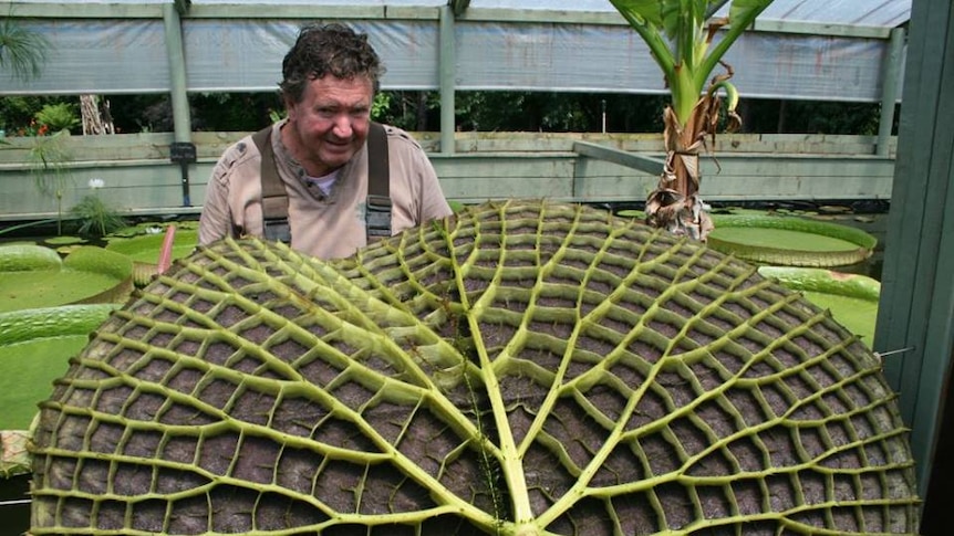 Giant Amazon water lily