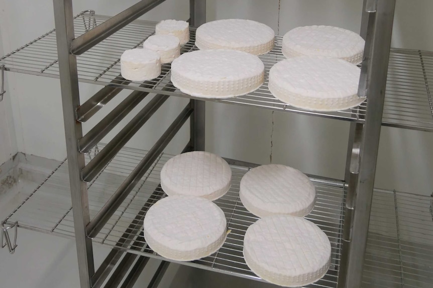 A silver metal rack holds big chunks of processing cheese.