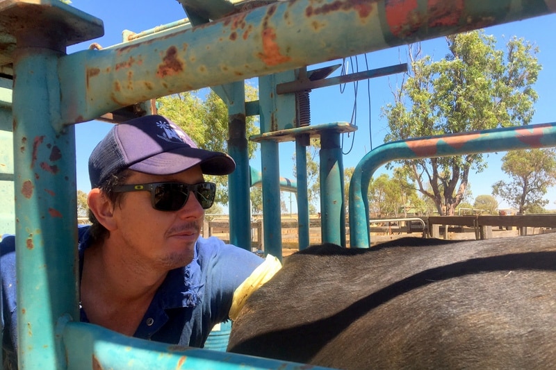 Matt Carrick pregnancy testing Angus stud cows