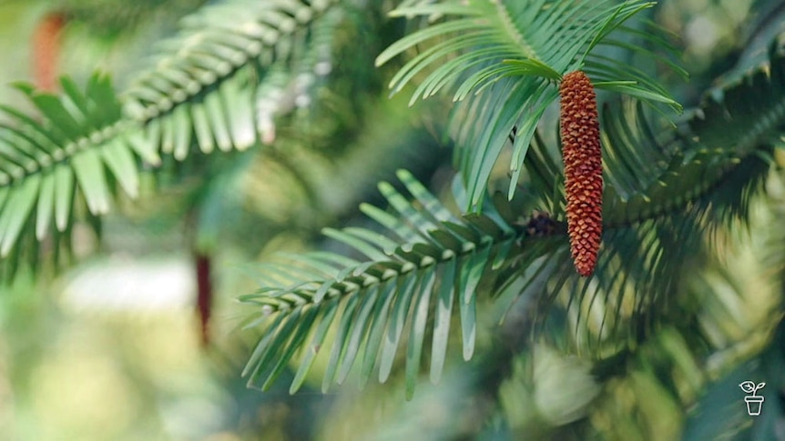 Branches of a Wollemi pine.