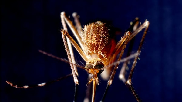 Research has found land clearing is increasing mosquito numbers.