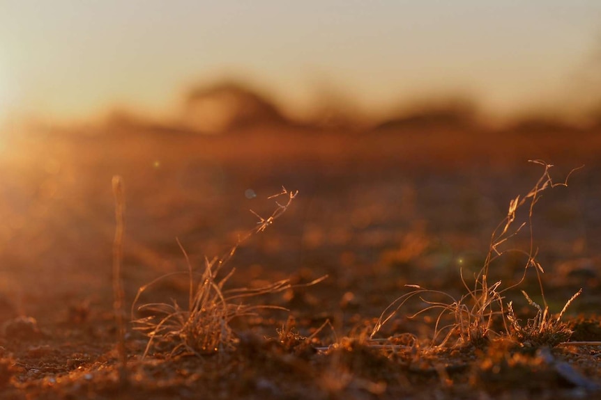 A dried plant at sunset