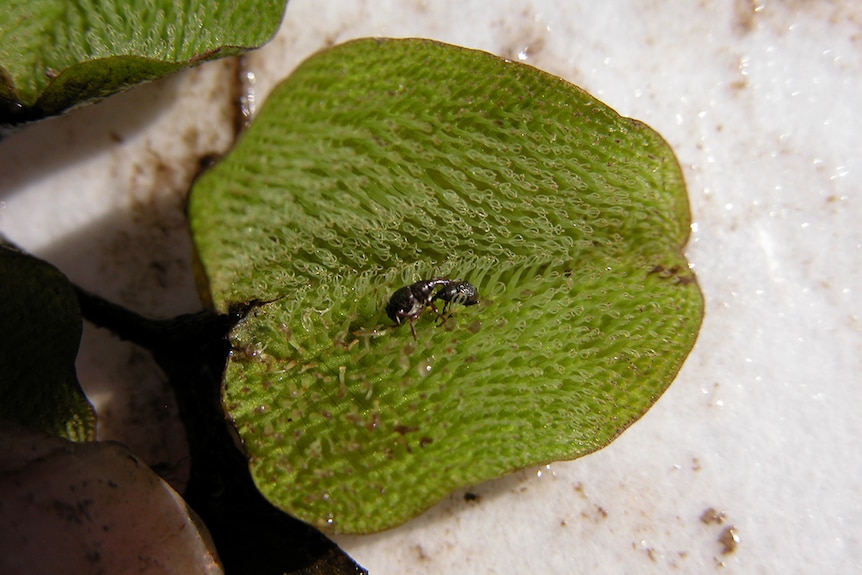 A close-up of a Cyrobagous weevil on a plant.