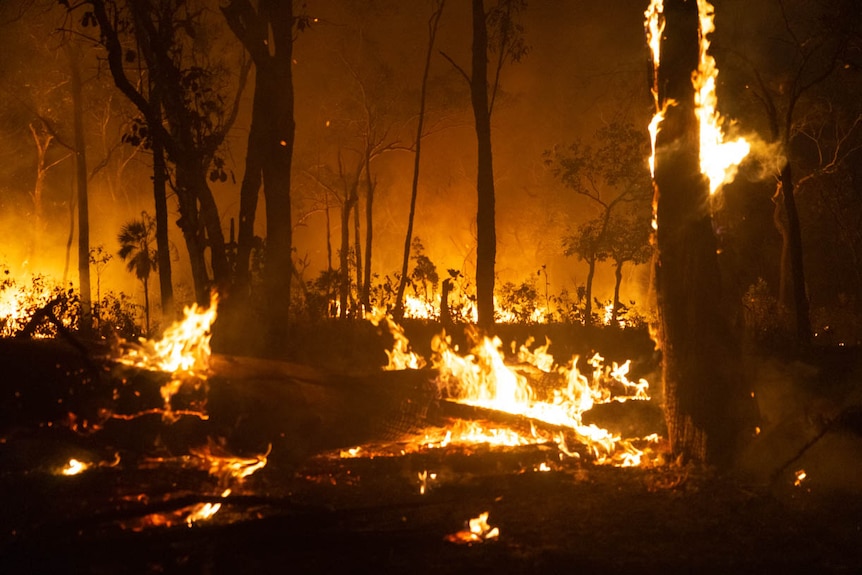 An image of a forest fire.