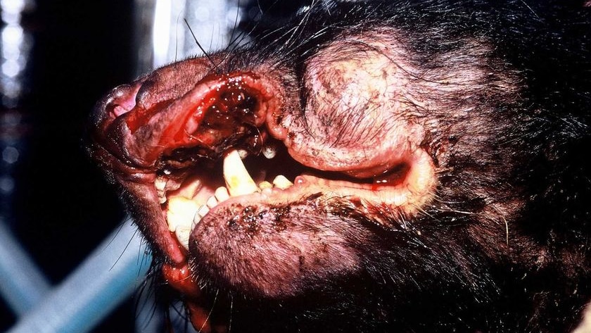 Tasmanian devil with contagious cancer-like facial tumour disease