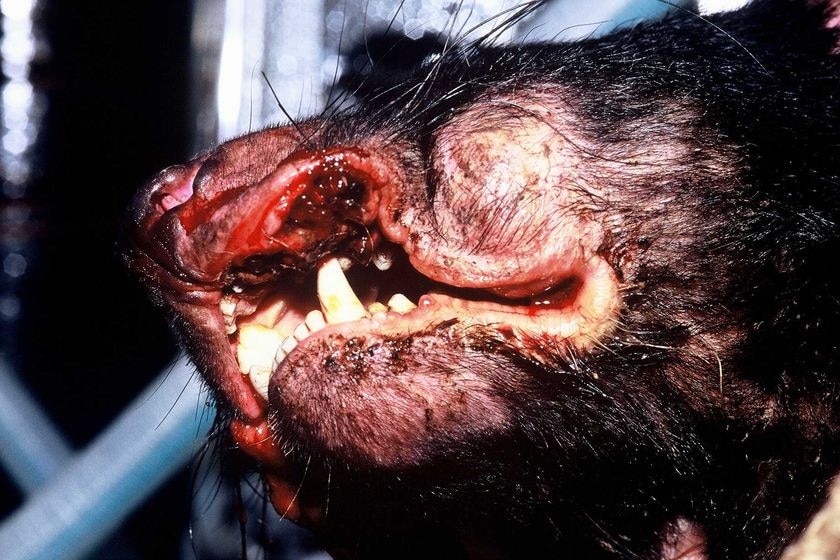 Tasmanian devil with contagious cancer-like facial tumour disease